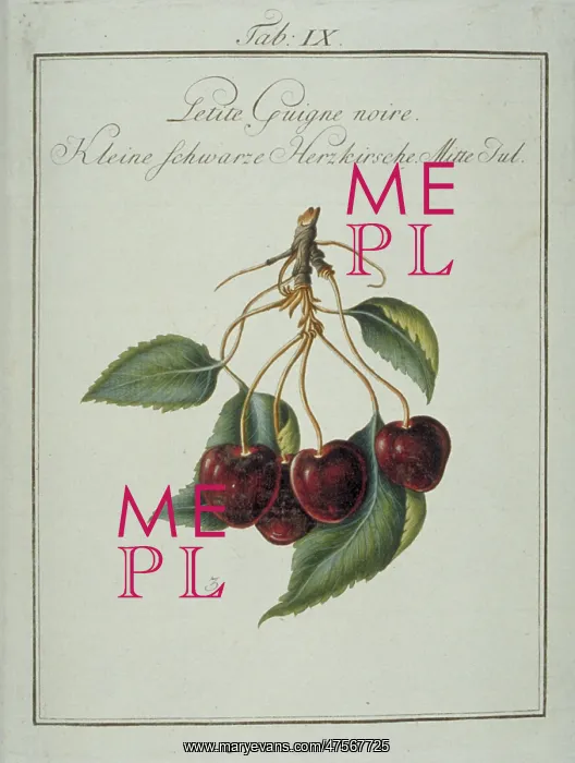 : Prunus sp. small blackheart cherry : Prunus sp. small blackheart cherry