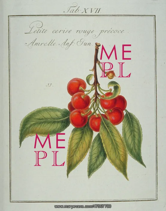 : Prunus sp. small early red cherry : Prunus sp. small early red cherry