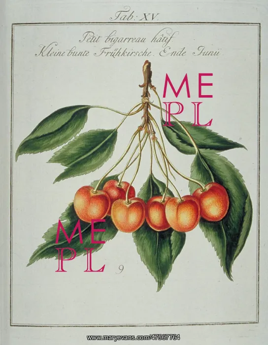: Prunus sp. small early whiteheart cherry : Prunus sp. small early whiteheart cherry