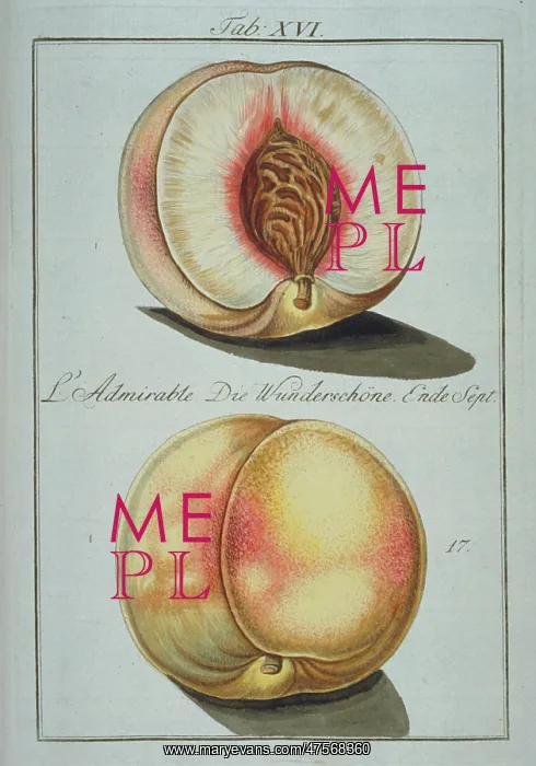 : Prunus sp. wonder peach : Prunus sp. wonder peach
