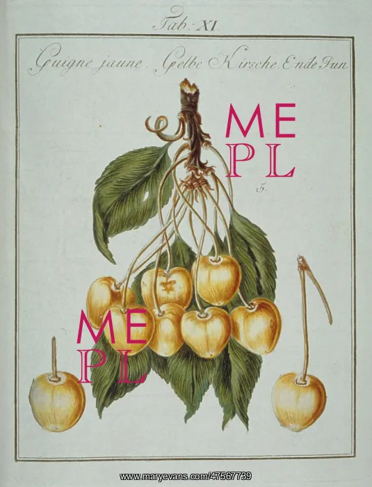 : Prunus sp. yellowheart cherry : Prunus sp. yellowheart cherry