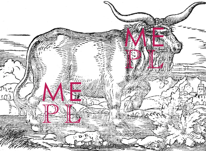  : A prussian wild bull
