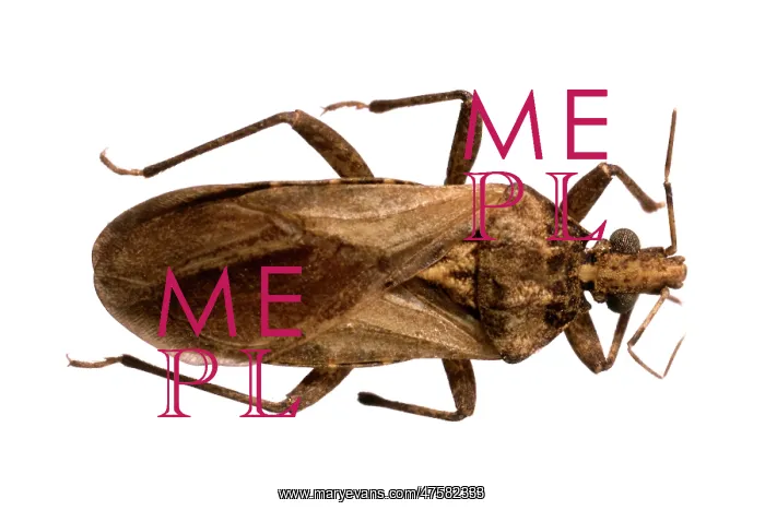: Psammolestes tertius, triatomine bug : Psammolestes tertius, triatomine bug