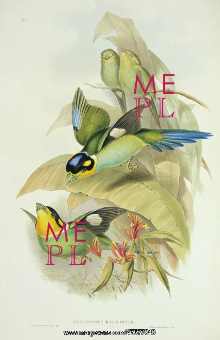 : Psarisomus dalhousiae, long-tailed broadbill : Psarisomus dalhousiae, long-tailed broadbill