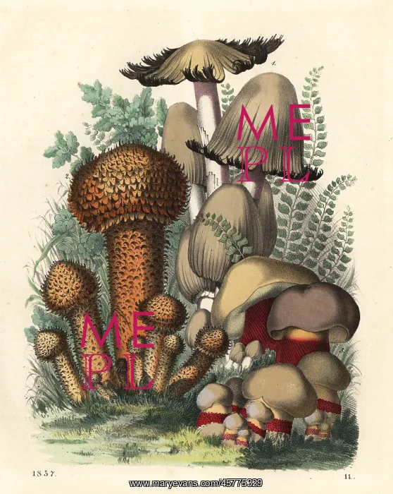 : Psathyrella spadicea, Pholiota squarrosus : Psathyrella spadicea, Pholiota squarrosus
