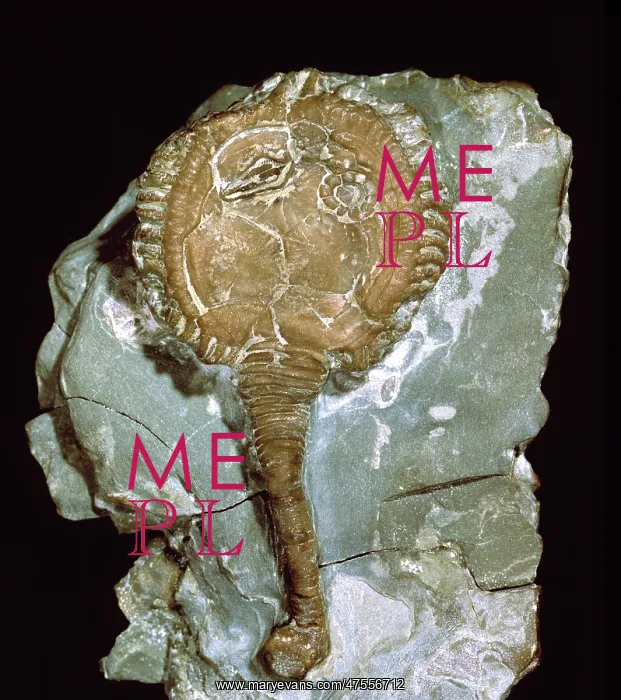 : Pseudocrinites magnificus, cystoid : Pseudocrinites magnificus, cystoid
