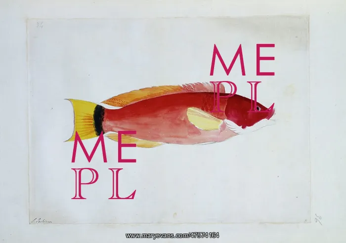: Pseudolabrus miles, scarlet wrasse : Pseudolabrus miles, scarlet wrasse