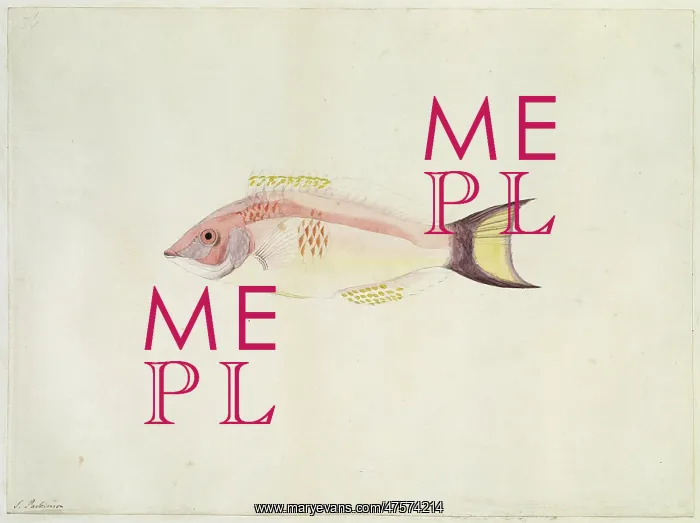 : Pseudolabrus miles, scarlet wrasse : Pseudolabrus miles, scarlet wrasse