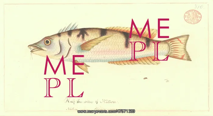: Pseudolabrus sp. wrasse : Pseudolabrus sp. wrasse