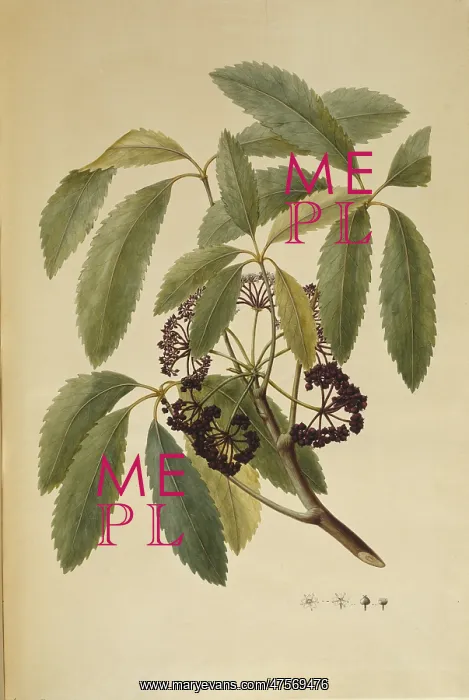 : Pseudopanax arboreus, five finger : Pseudopanax arboreus, five finger