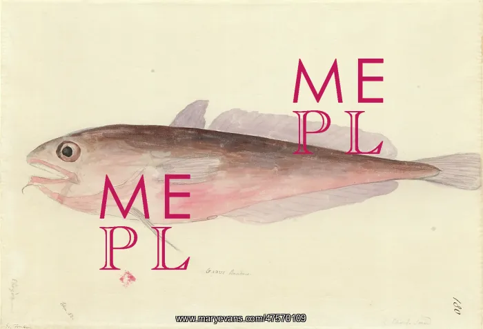 : Pseudophycis bacchus, red codling : Pseudophycis bacchus, red codling