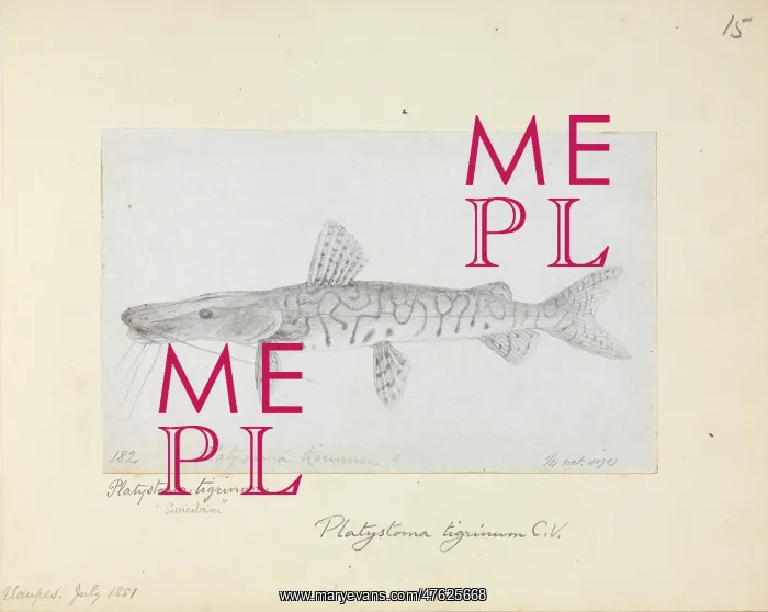 : Pseudoplatystoma sp.; doradid catfish : Pseudoplatystoma sp.; doradid catfish