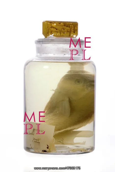 : Pseudoscarus lepidus, parrot fish : Pseudoscarus lepidus, parrot fish
