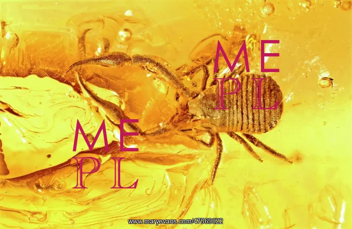 : Pseudoscorpion in Baltic amber : Pseudoscorpion in Baltic amber