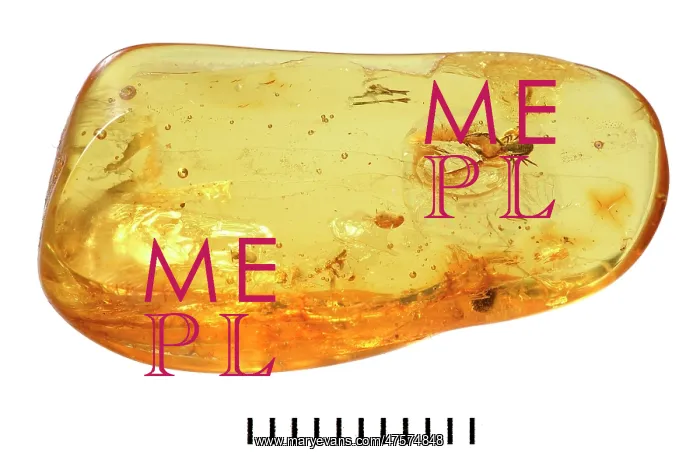 : Pseudoscorpion in Baltic amber : Pseudoscorpion in Baltic amber