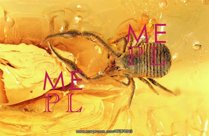 : Pseudoscorpion in Baltic amber : Pseudoscorpion in Baltic amber