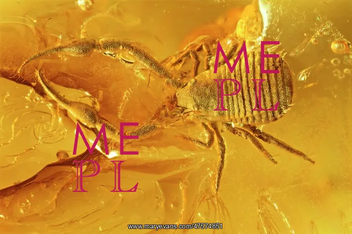 : Pseudoscorpion in Baltic amber : Pseudoscorpion in Baltic amber