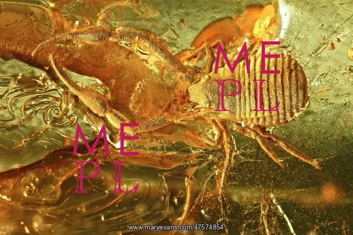 : Pseudoscorpion in Baltic amber : Pseudoscorpion in Baltic amber