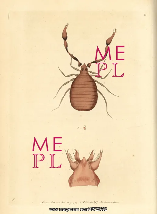 : Pseudoscorpion, Chelifer cancroides : Pseudoscorpion, Chelifer cancroides
