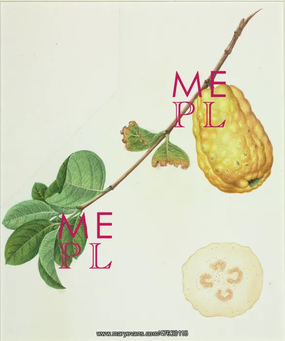 : Psidium, guava : Psidium, guava
