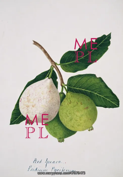 : Psidium pyriferum, red guava : Psidium pyriferum, red guava