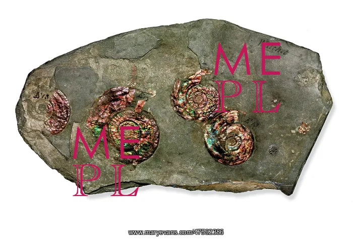 : Psiloceras planorbis, nacreous ammonite : Psiloceras planorbis, nacreous ammonite