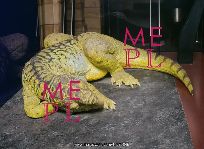 : Psittacosaurus : Psittacosaurus