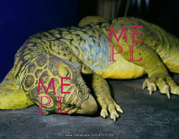 : Psittacosaurus : Psittacosaurus