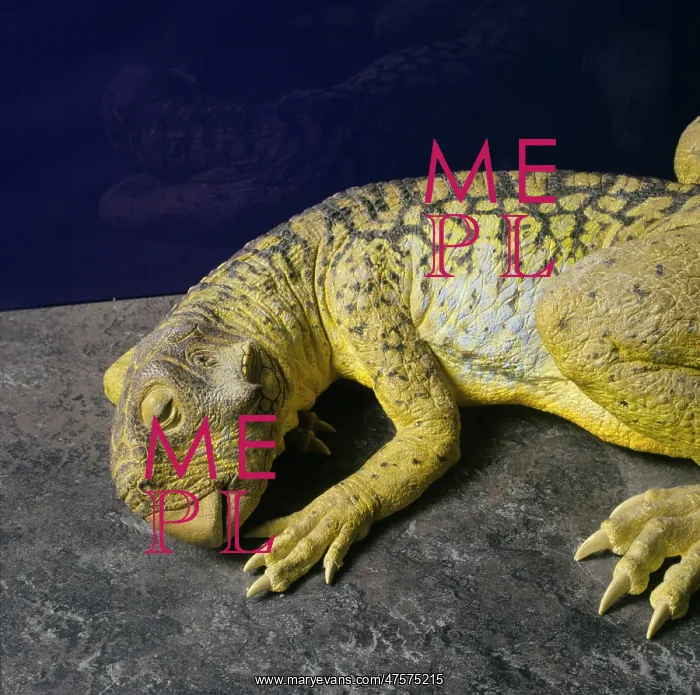: Psittacosaurus : Psittacosaurus