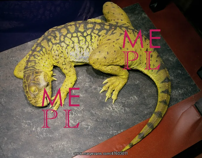 : Psittacosaurus : Psittacosaurus