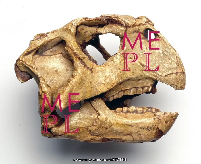 : Psittacosaurus skull : Psittacosaurus skull