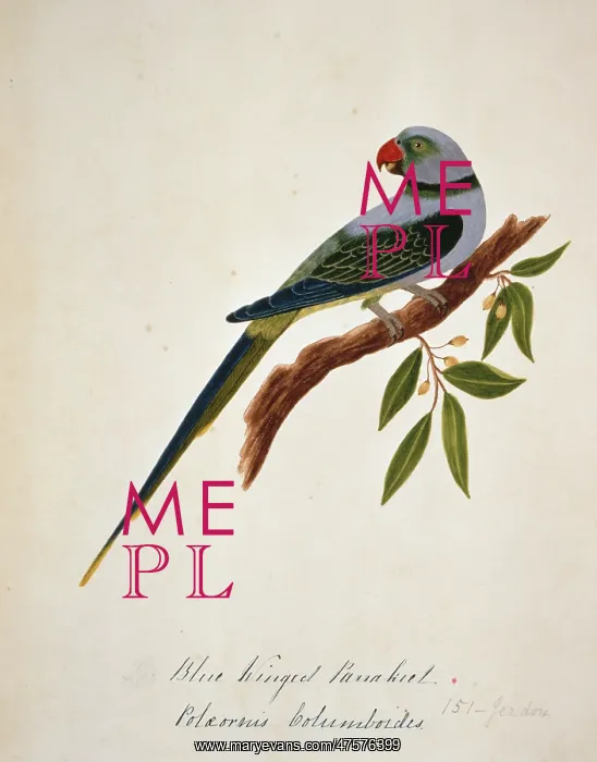 : Psittacula columboides, Malabar parakeet : Psittacula columboides, Malabar parakeet