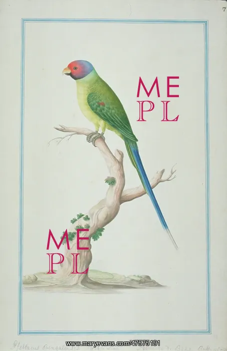 : Psittacula cyanocephala, plum-headed parakeet : Psittacula cyanocephala, plum-headed parakeet