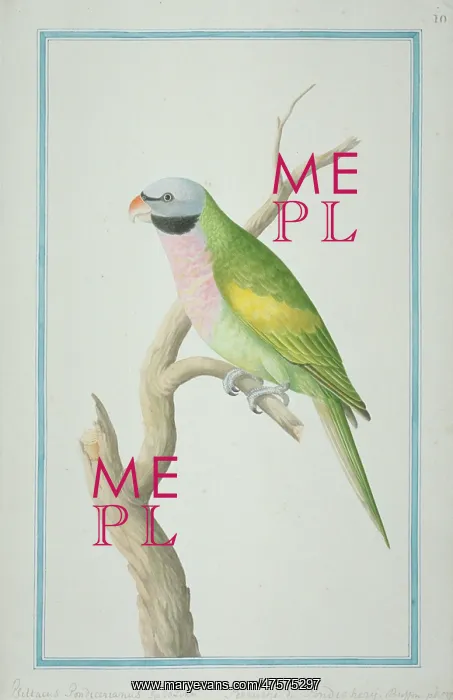 : Psittacula derbiana, Lord Derby's parakeet : Psittacula derbiana, Lord Derby's parakeet