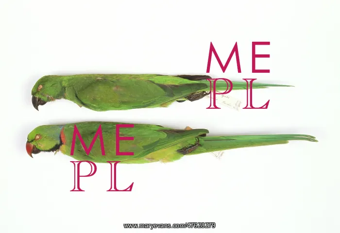 : Psittacula eques, echo parakeet : Psittacula eques, echo parakeet