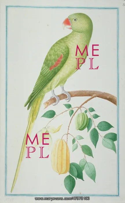 : Psittacula eupatria, Alexandrine parakeet : Psittacula eupatria, Alexandrine parakeet