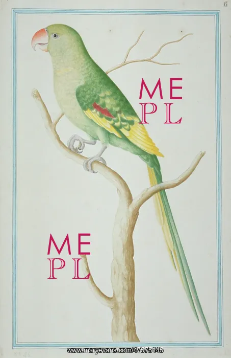 : Psittacula eupatria, Alexandrine parakeet : Psittacula eupatria, Alexandrine parakeet