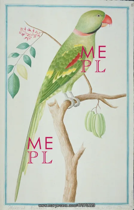 : Psittacula eupatria, Alexandrine parakeet : Psittacula eupatria, Alexandrine parakeet