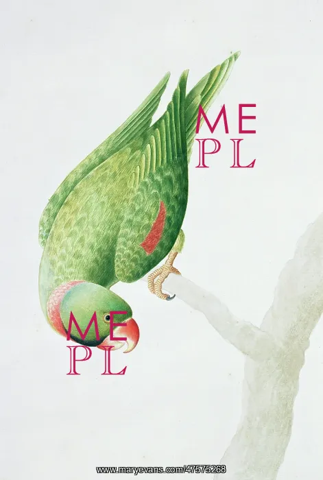 : Psittacula eupatria, Alexandrine parakeet