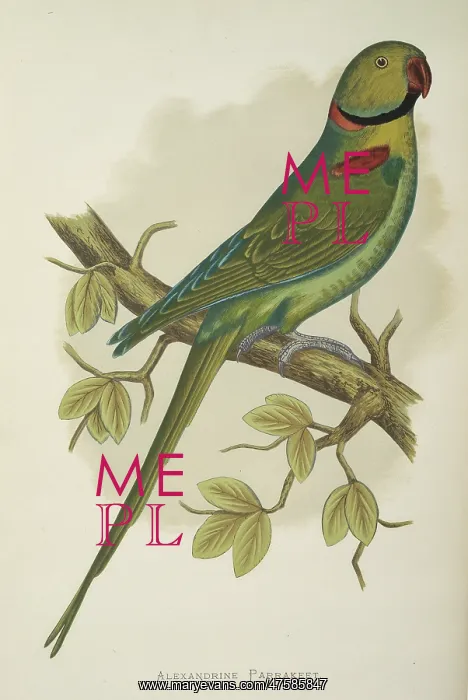 : Psittacula eupatria, Alexandrine parakeet : Psittacula eupatria, Alexandrine parakeet