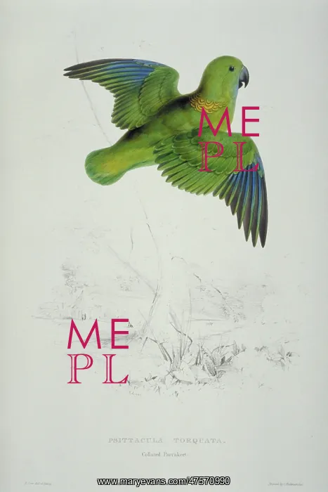 : Psittacula kramei, rose-ringed parakeet : Psittacula kramei, rose-ringed parakeet
