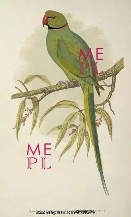: Psittacula krameri, rose-ringed parakeet : Psittacula krameri, rose-ringed parakeet