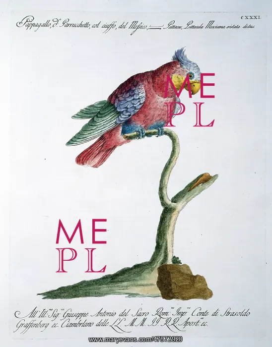 : Psittacula sp. parakeet : Psittacula sp. parakeet
