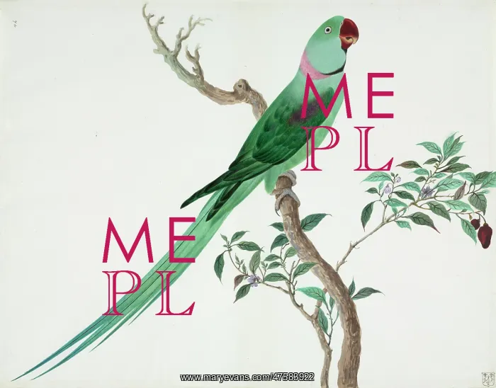: Psittacula sp, parakeet : Psittacula sp, parakeet