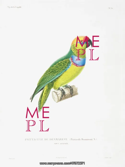 : Psittaculirostris desmarestii, large fig parrot : Psittaculirostris desmarestii, large fig parrot