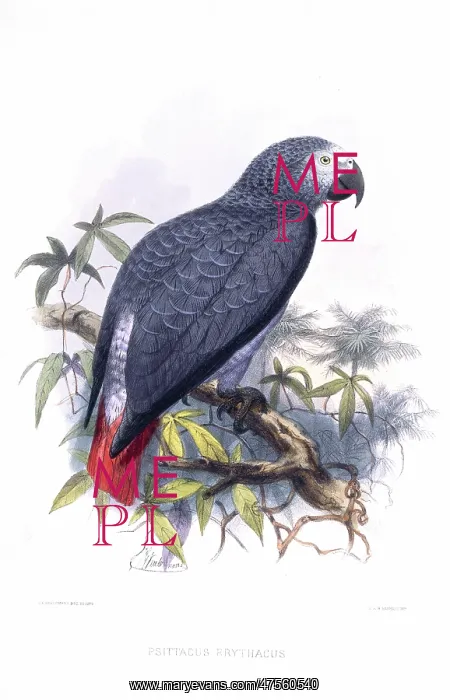 : Psittacus erithacus, grey parrot : Psittacus erithacus, grey parrot