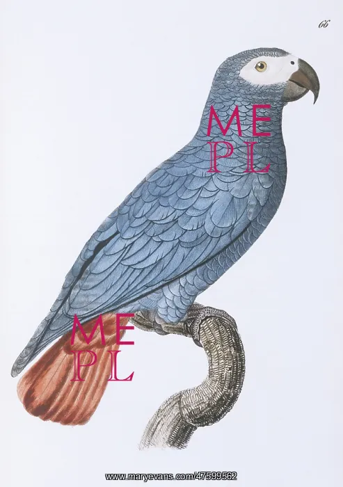 : Psittacus erithacus, grey parrot : Psittacus erithacus, grey parrot
