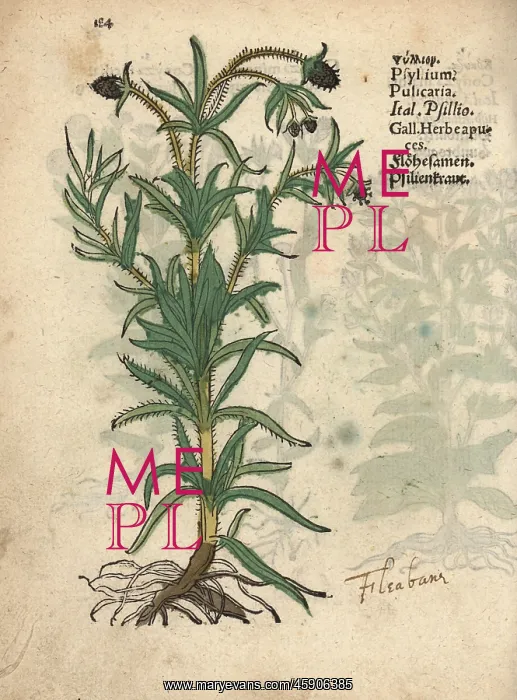 : Psyllium, Plantago psyllium : Psyllium, Plantago psyllium