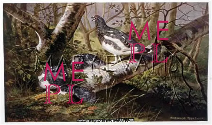 : PTARMIGAN. (Lagopus mutus) Also known as the RYPE : PTARMIGAN. (Lagopus mutus) Also known as the RYPE