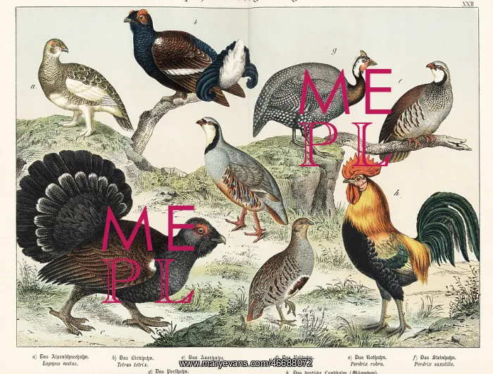 : Ptarmigan, grouse, partridges, etc : Ptarmigan, grouse, partridges, etc